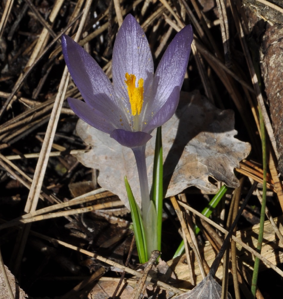 Image of Crocus veluchensis specimen.