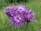 Centaurea scabiosa. Отцветающие соцветия. Свердловская обл., окр. г. Североуральск, разнотравный склон известняковой скалы. 29.07.2015.