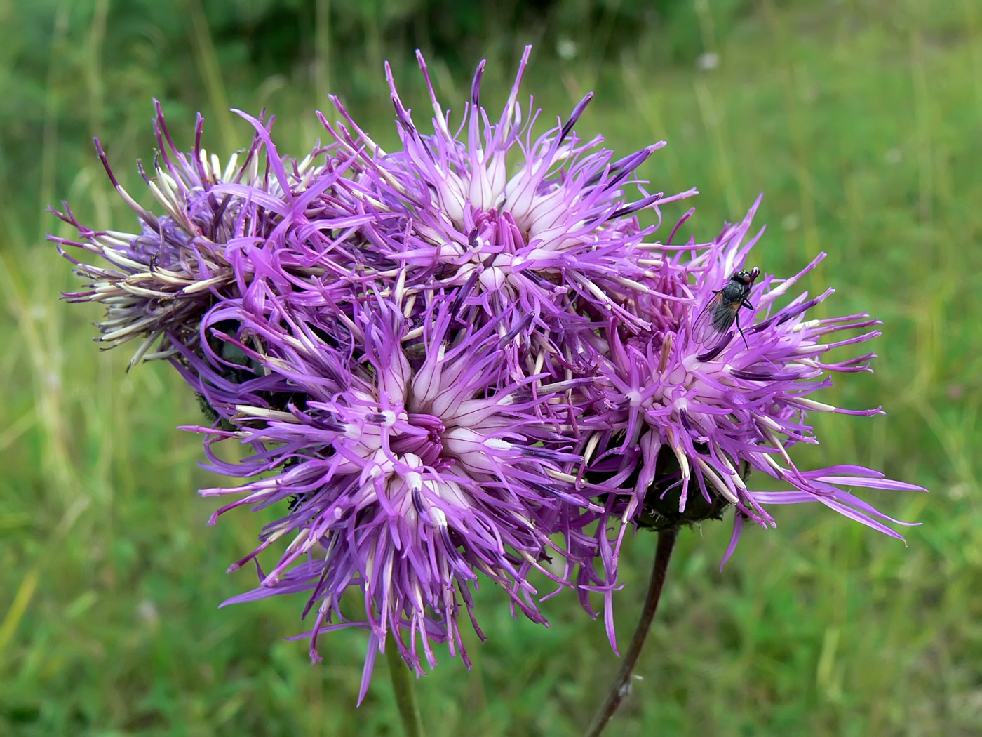 Image of Centaurea scabiosa specimen.