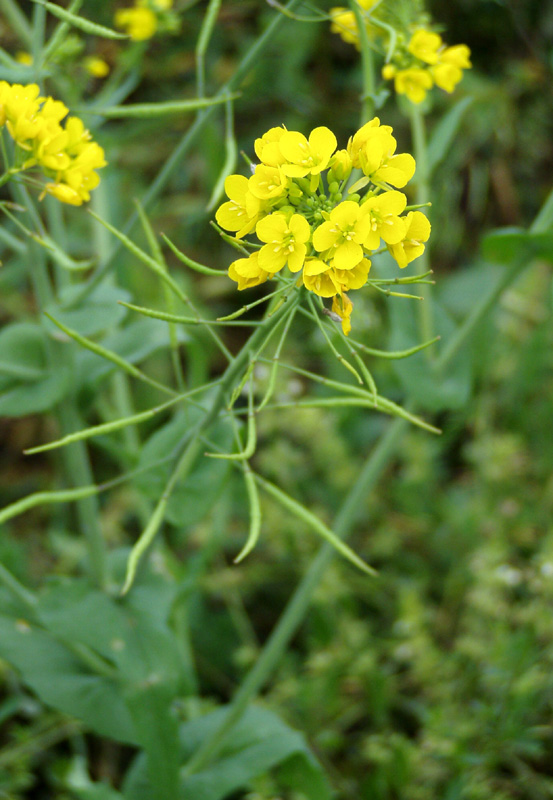 Изображение особи Brassica campestris.