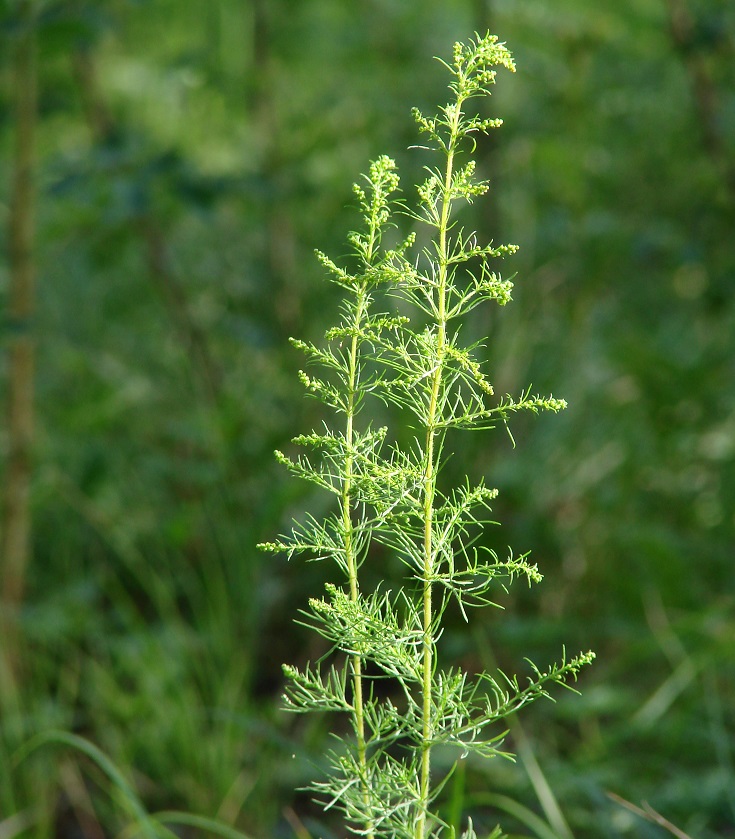 Image of Artemisia scoparia specimen.
