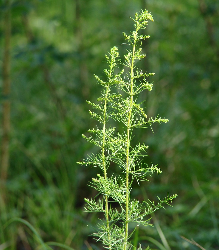 Изображение особи Artemisia scoparia.