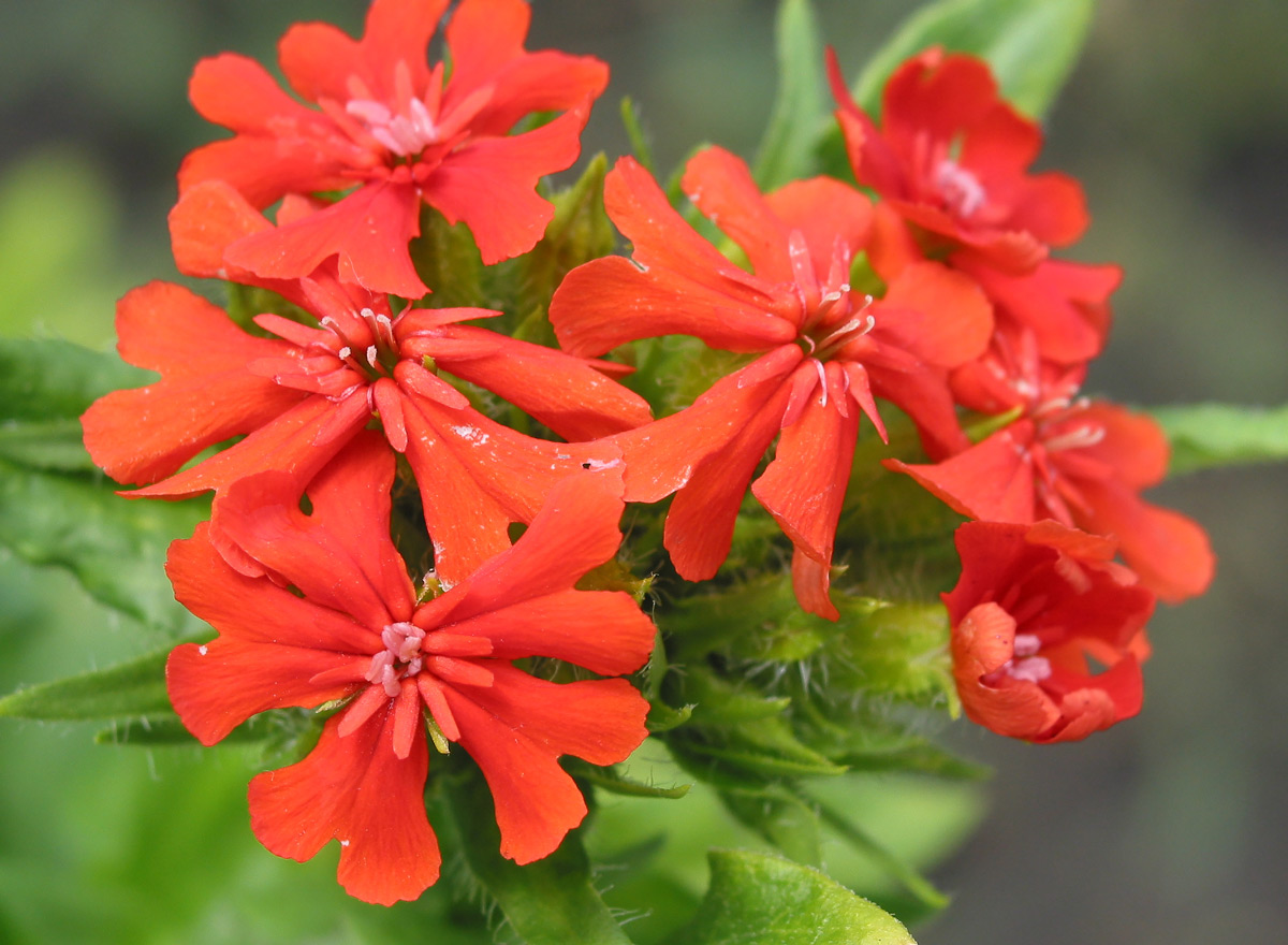 Изображение особи Lychnis chalcedonica.