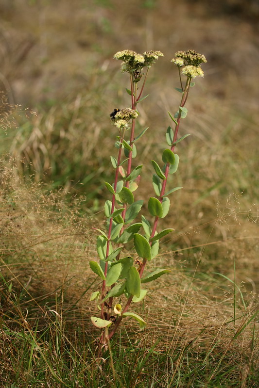 Image of Hylotelephium maximum specimen.