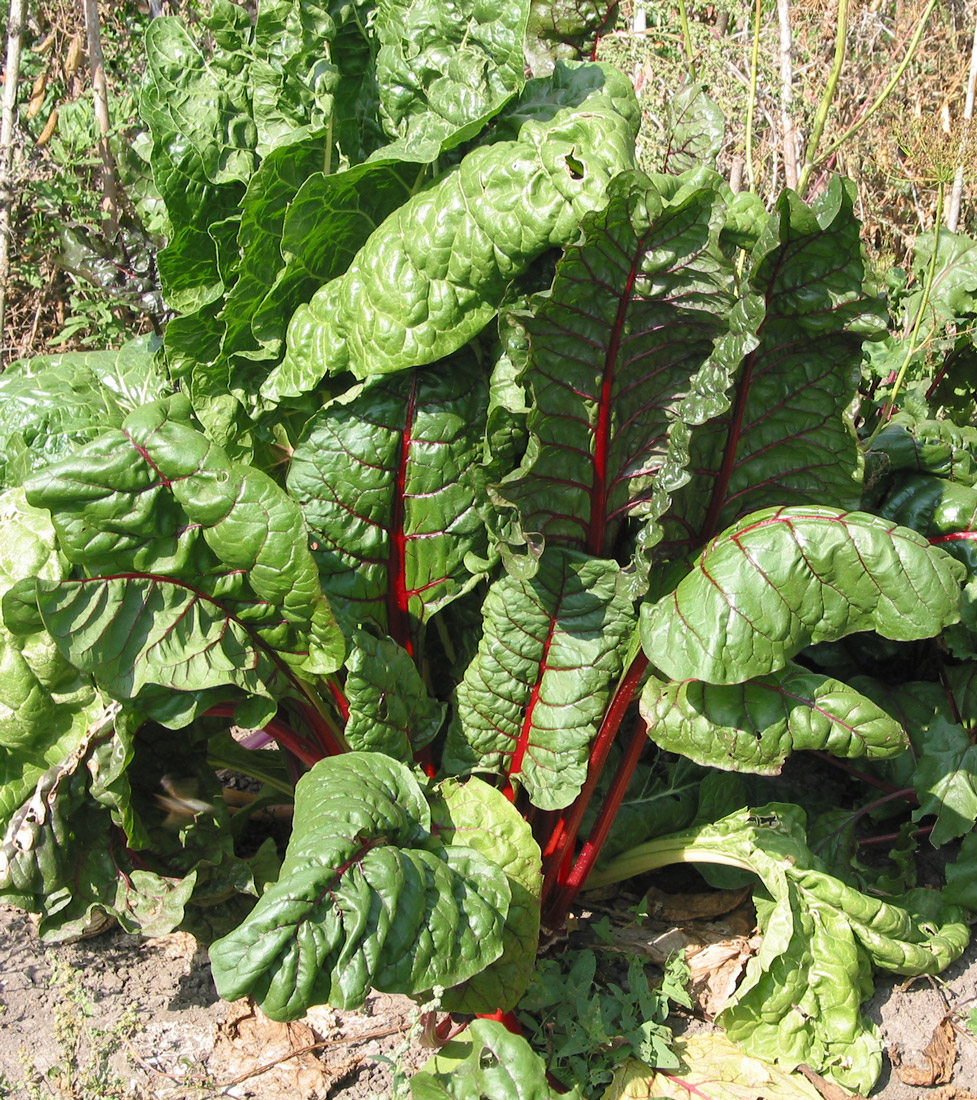 Image of Beta vulgaris ssp. cicla specimen.
