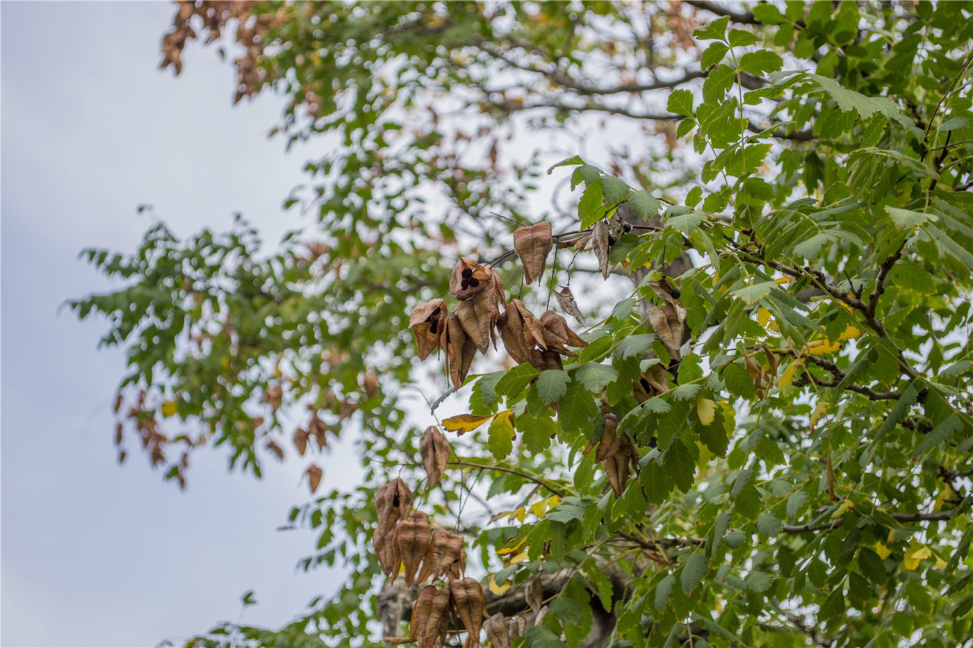 Image of Koelreuteria paniculata specimen.