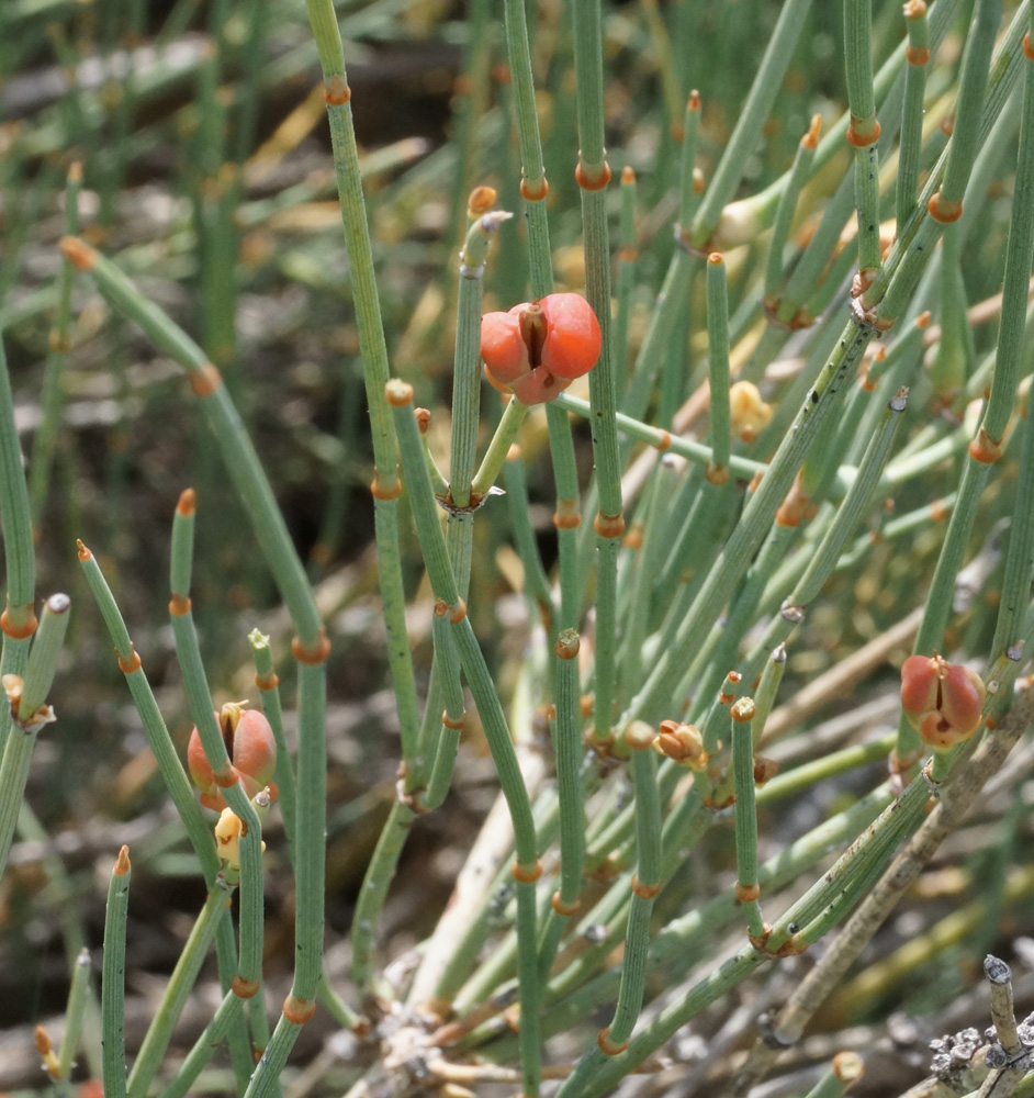 Image of Ephedra equisetina specimen.