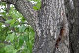 Salix caprea