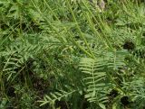 Astragalus onobrychis