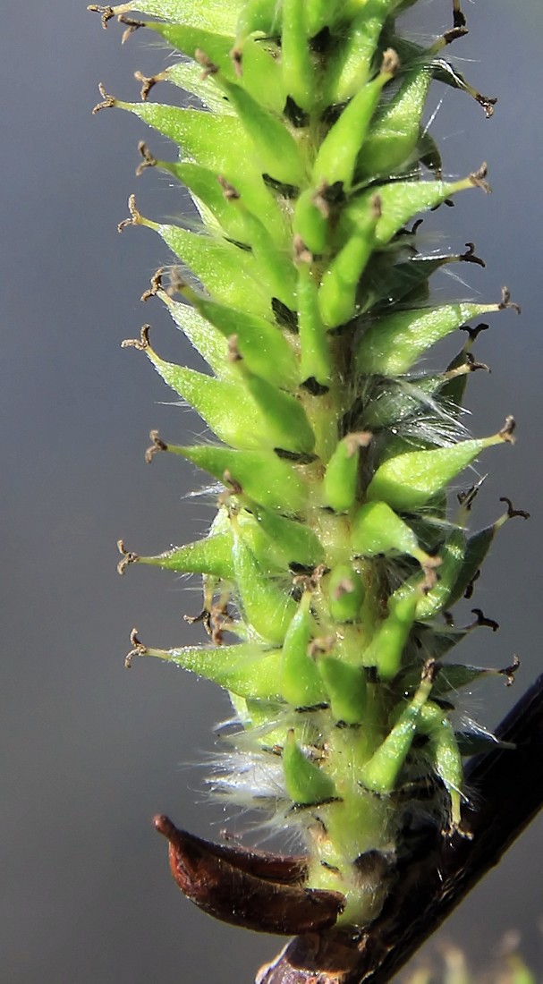 Изображение особи Salix udensis.