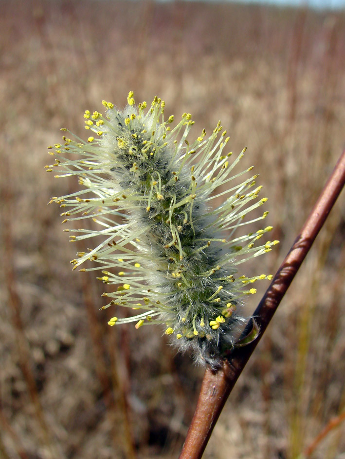 Image of genus Salix specimen.