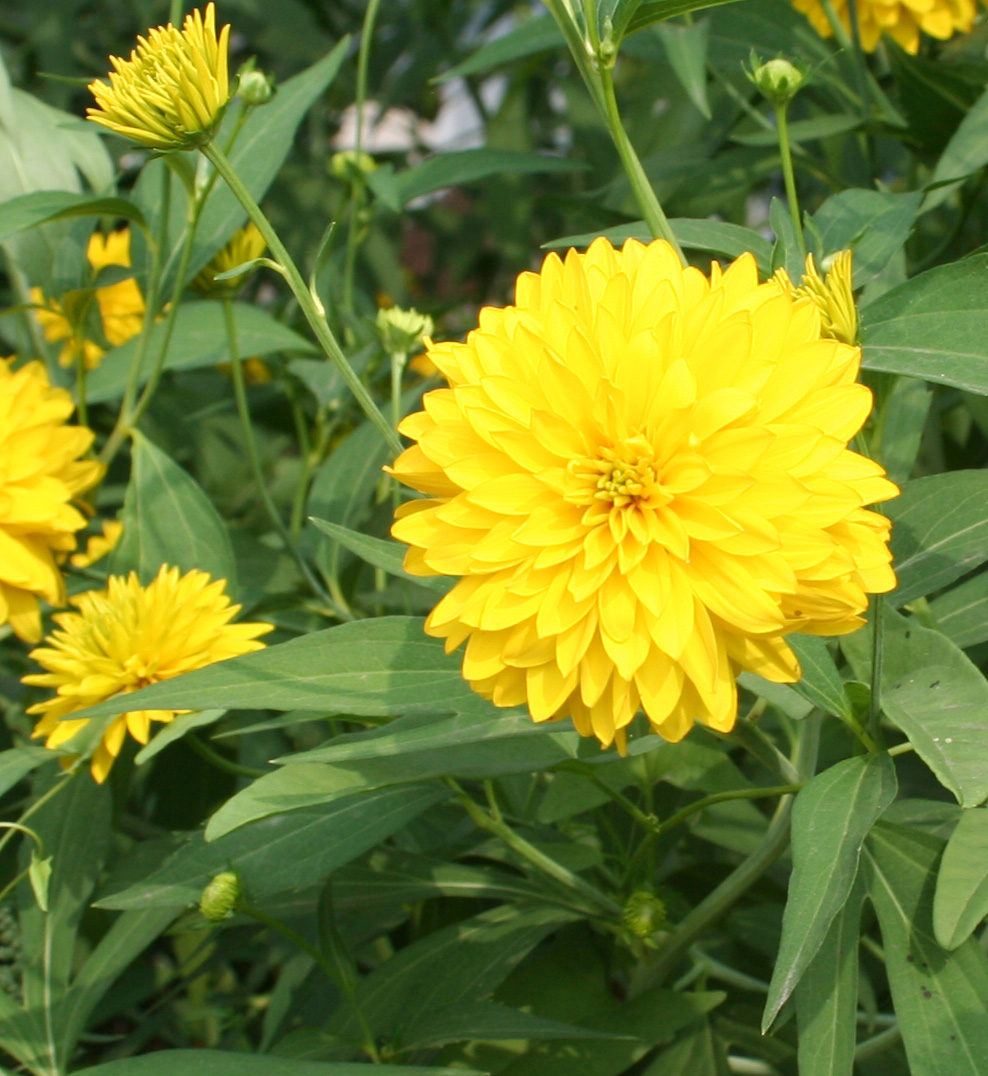 Изображение особи Rudbeckia laciniata var. hortensia.