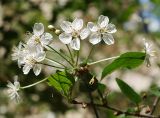 Cerasus vulgaris. Соцветие. Санкт-Петербург. 29.05.2009.