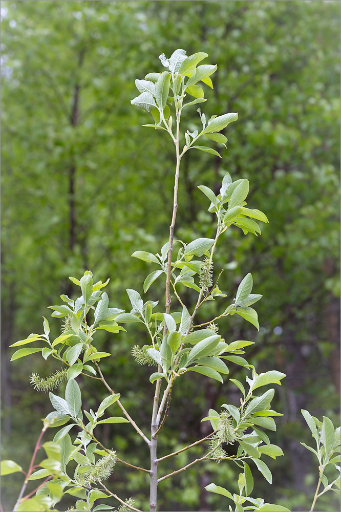 Изображение особи Salix caprea.