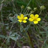 Potentilla heidenreichii. Верхушки побегов с цветками и бутонами. Челябинская обл., окр. г. Челябинск, Золотая горка, обочина дороги в берёзовом лесу. 24.08.2015.