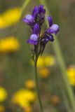 Linaria pelisseriana