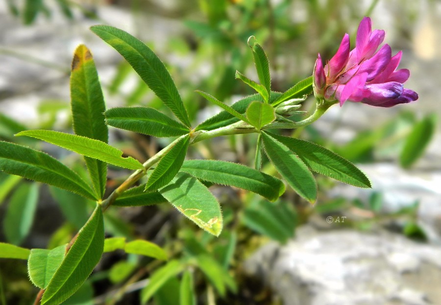 Image of Trifolium lupinaster specimen.