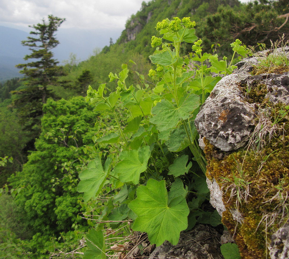 Image of Alchemilla orthotricha specimen.