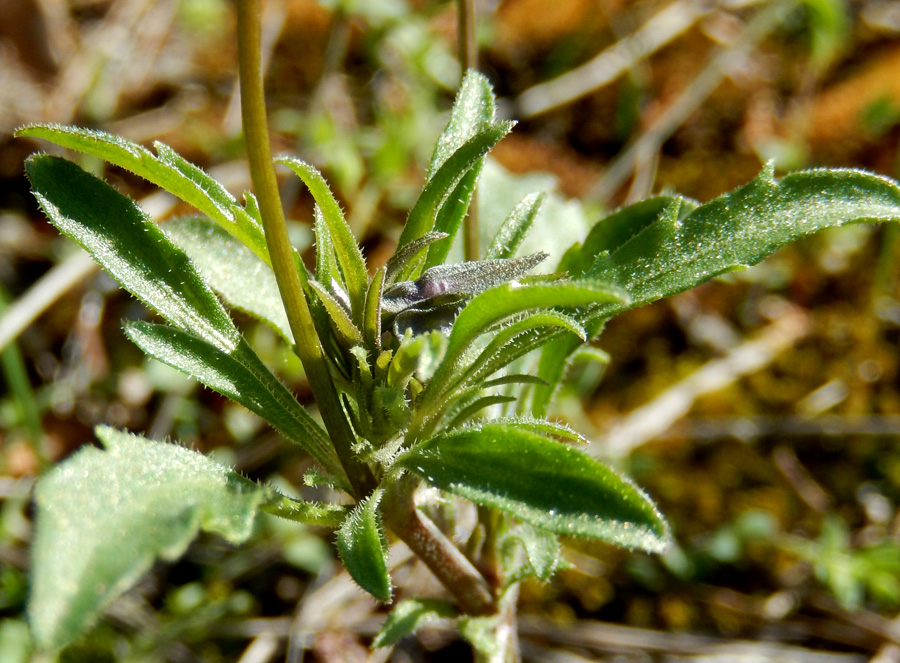 Image of Viola hymettia specimen.