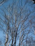 Sorbus aucuparia