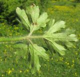 Ranunculus aleae. Прикорневой лист (тыльная сторона). Краснодарский край, Абинский р-н, окр. станицы Шапсугская, поляна в междуречье р. Скобидо и р. Адегой. 02.05.2016.