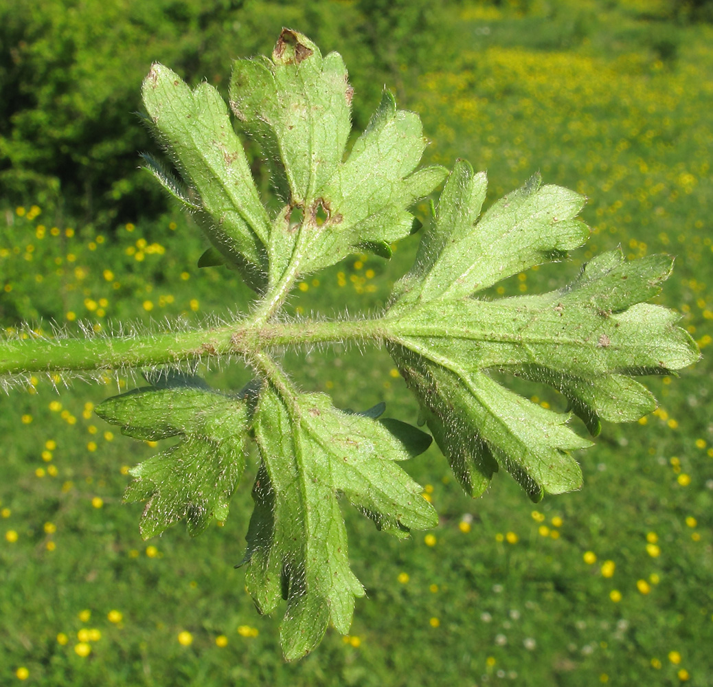 Image of Ranunculus aleae specimen.