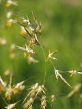 Bromopsis inermis. Верхняя часть соцветия. Санкт-Петербург. 16.09.2009.