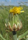 Crepis alpina