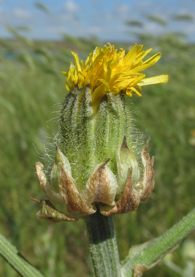 Image of Crepis alpina specimen.