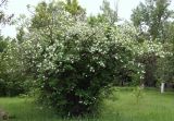 Viburnum форма roseum