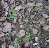 Pteridophyllum racemosum. Растение в начале вегетации. Подмосковье, в культуре. 02.05.2016.