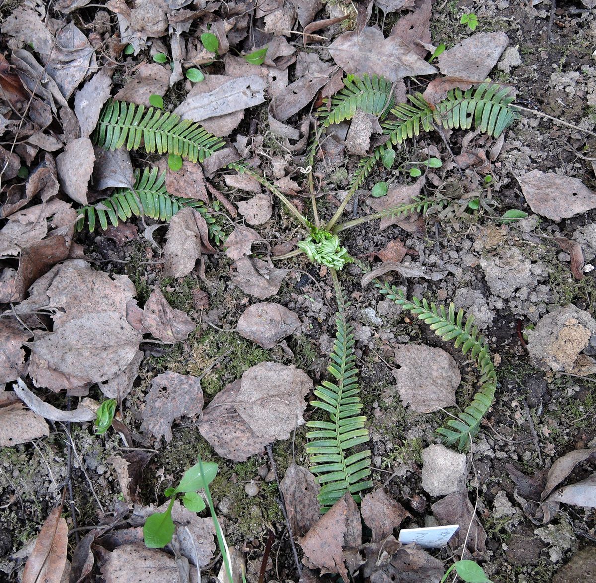 Изображение особи Pteridophyllum racemosum.