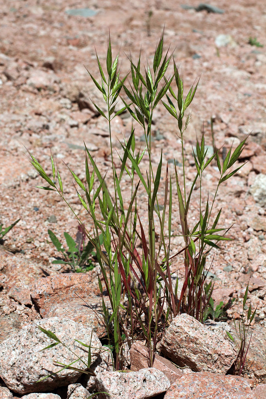 Image of Bromus lanceolatus specimen.