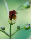 Scrophularia nodosa