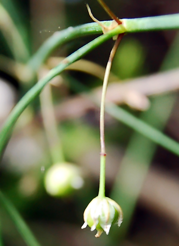 Image of Asparagus officinalis specimen.