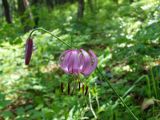 Lilium cernuum