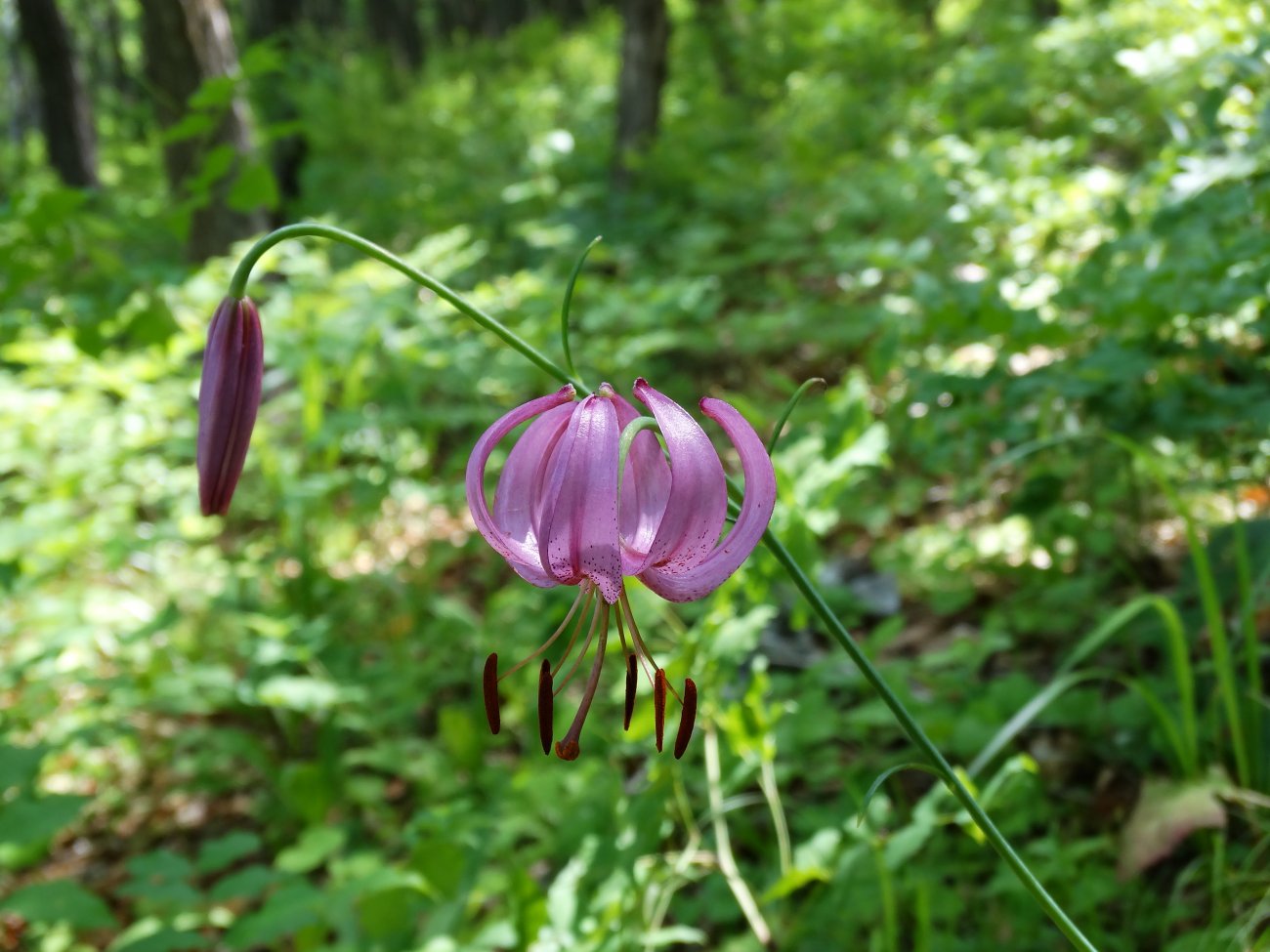 Image of Lilium cernuum specimen.