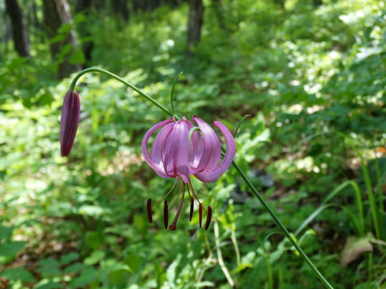 Изображение особи Lilium cernuum.