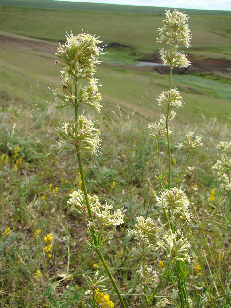 Image of Silene sibirica specimen.