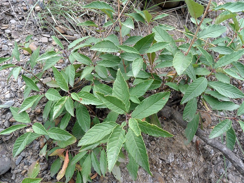 Image of Cerasus avium specimen.