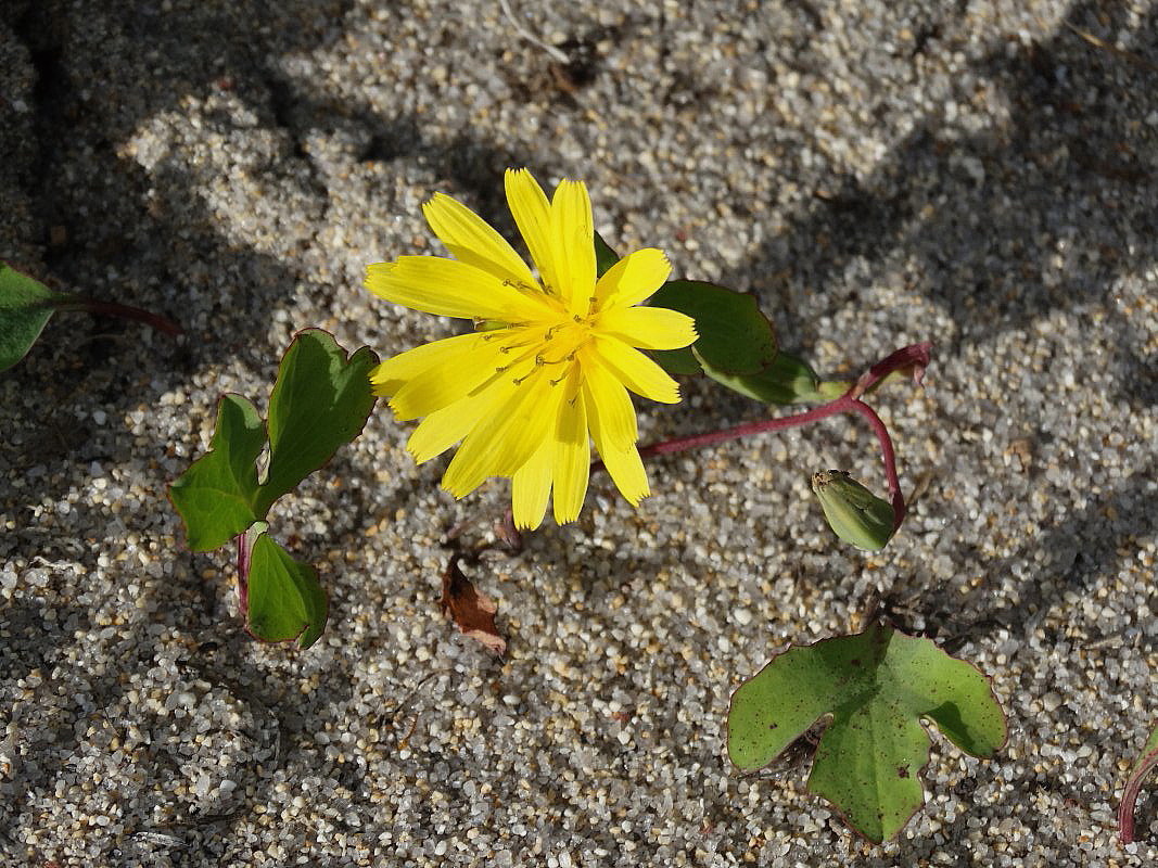 Image of Chorisis repens specimen.