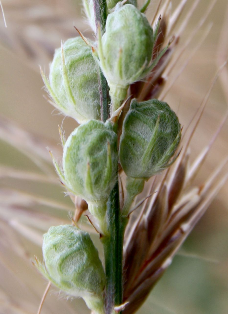 Изображение особи Onobrychis arenaria.