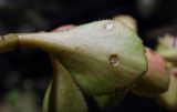 Sedum spurium