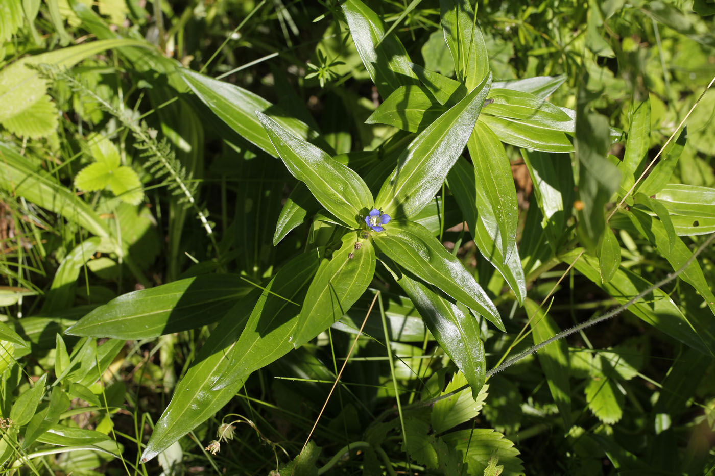 Изображение особи Gentiana cruciata.