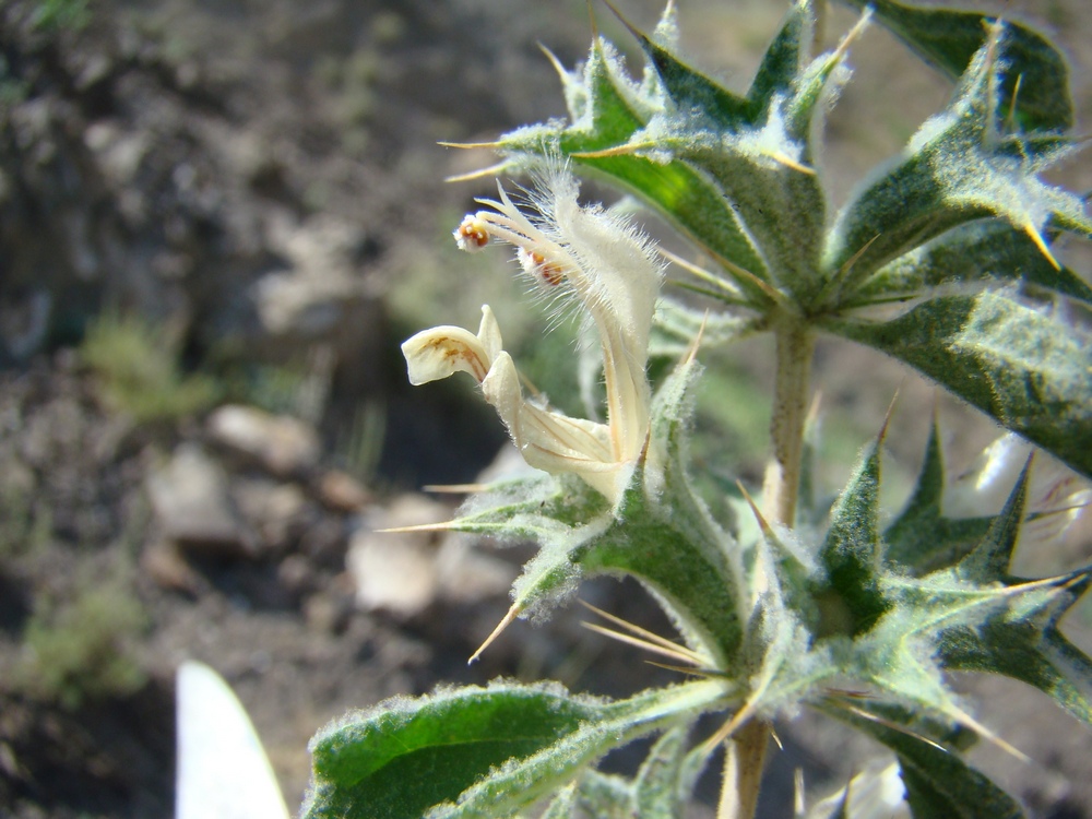 Image of Lagochilus pubescens specimen.