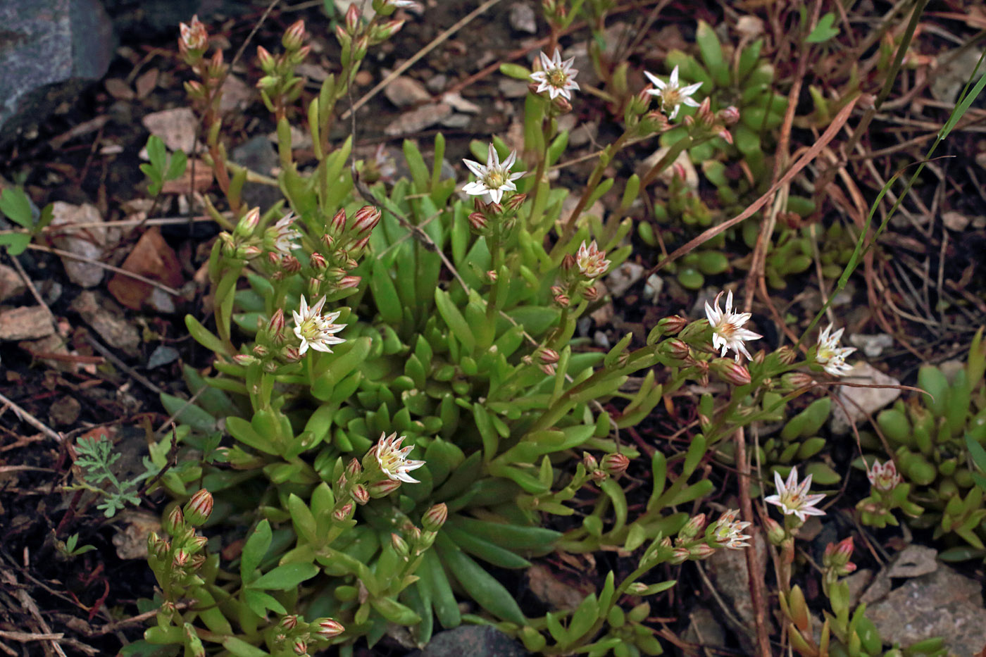 Image of Rosularia alpestris specimen.