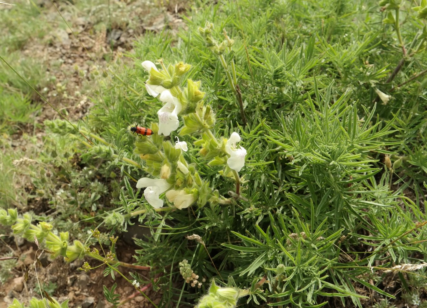 Image of Salvia scabiosifolia specimen.