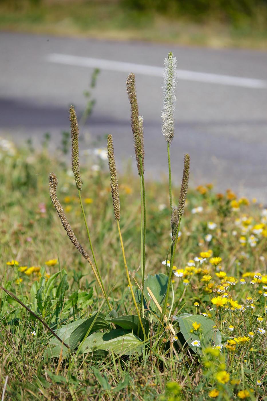 Image of Plantago maxima specimen.
