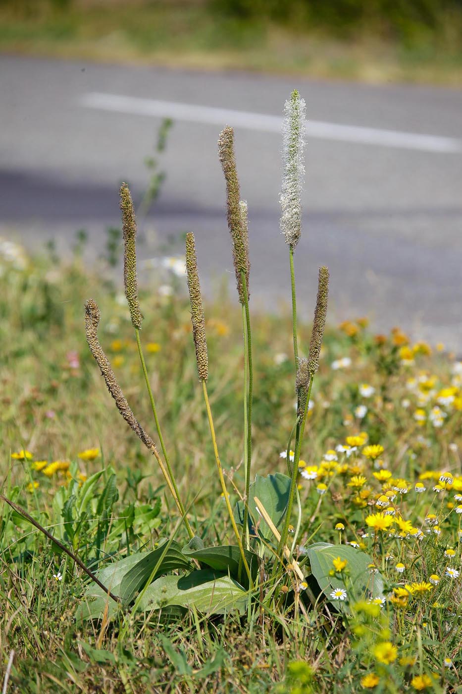 Изображение особи Plantago maxima.