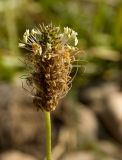 Plantago lanceolata. Отцветающее соцветие. Северный Урал, Пермский край, правый берег р. Язьва в р-не дер. Ванькова. 20 августа 2016 г.